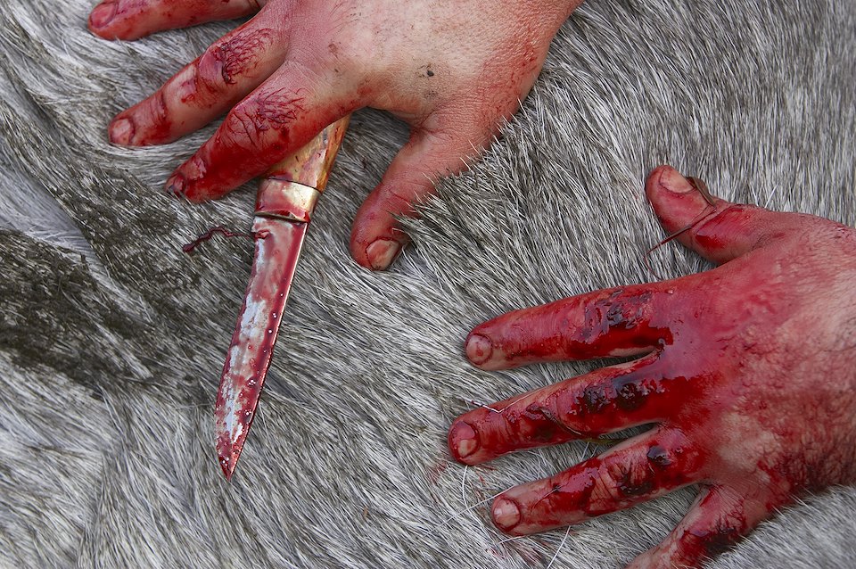 Close up/abstract of hunter's bloodied hands as he starts to skin recently shot elk, during annual elk hunt in September, Flatanger, Nord-Trondelag, Norway. Close up/abstract of hunter's bloodied hands as he starts to skin recently shot elk, during annual elk hunt in September, Flatanger, Nord-Trondelag, Norway.