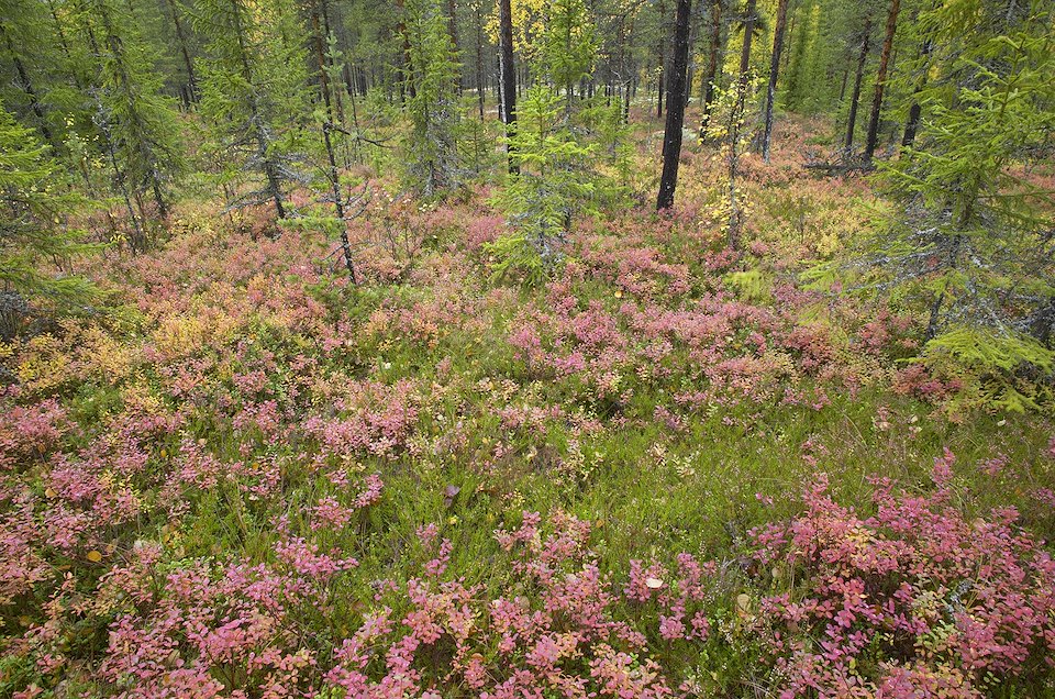 Rich autumnal colour on forest floor, Rendalen, Hedmark, Norway Rich autumnal colour on forest floor, Rendalen, Hedmark, Norway
