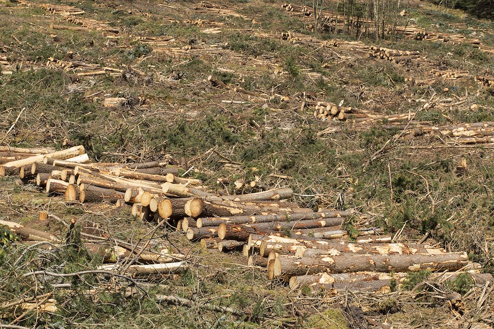 Felled pine trunks from plantation woodland, Lochaber, Scotland Felled pine trunks from plantation woodland, Lochaber, Scotland
