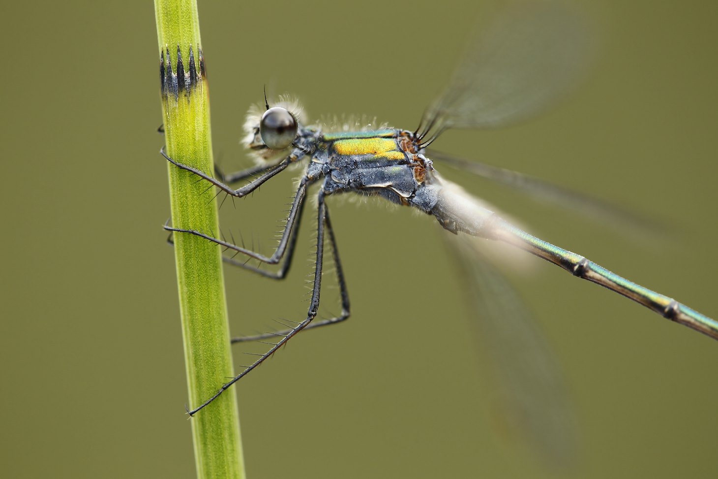 Emerald Damselfy (Lestes sponsa) close-up of adult male at rest, Cairngorms National Park, Scotland