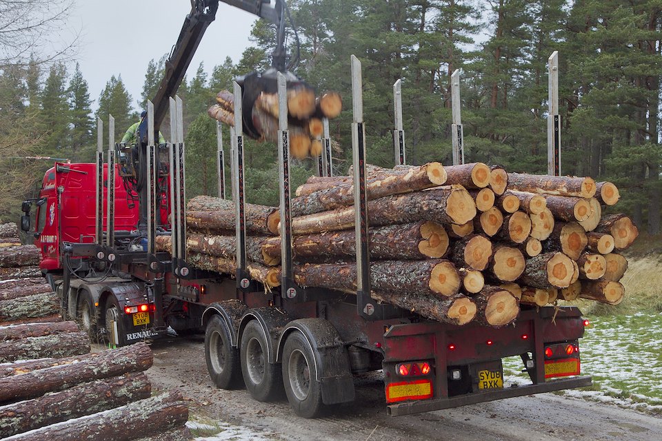 Timber transport lorry picking up harvested pines, Abernethy Forest, Cairngorms National Park, Scotland, UK Timber transport lorry picking up harvested pines, Abernethy Forest, Cairngorms National Park, Scotland, UK
