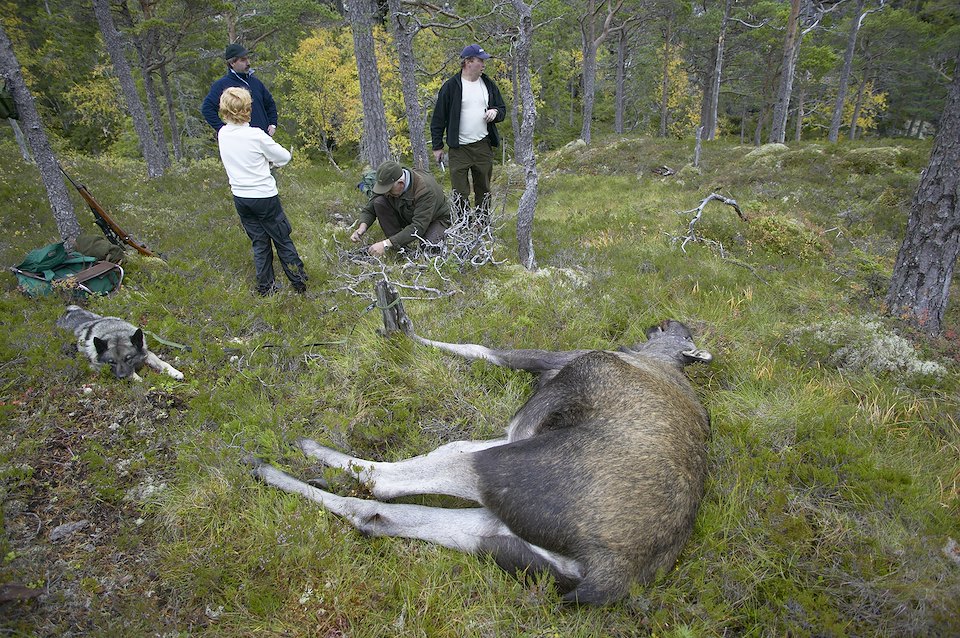 Hunters start to skin recentlty shot elk during annual elk hunt held in September. Flatanger, Nord-Trondelag, Norway Hunters start to skin recentlty shot elk during annual elk hunt held in September. Flatanger, Nord-Trondelag, Norway