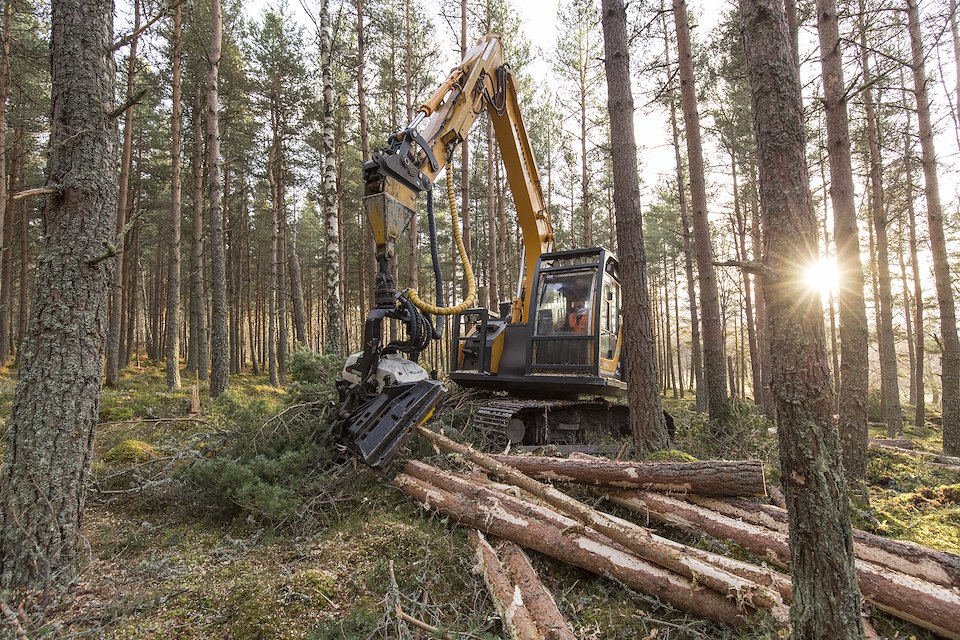 Habitat improvement felling work in pine plantation on RSPB Abernethy Reserve, Scotland