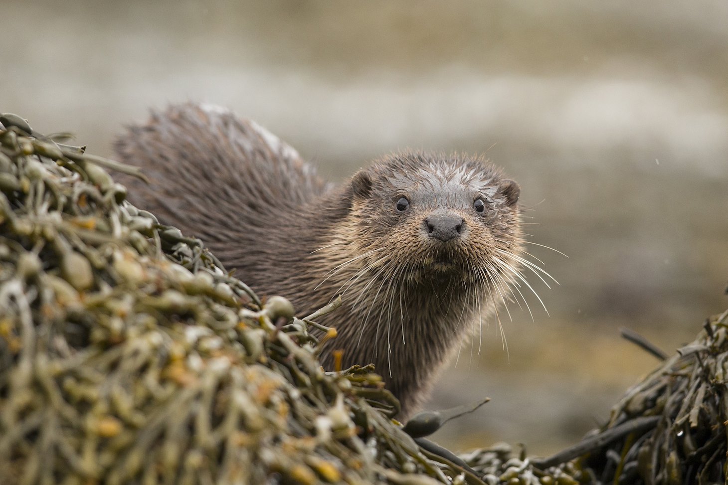 European Otter (Lutra lutra) amongst kelp covered rocks on coast