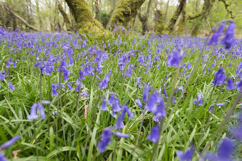 Atlantic oakwood in spring with flowering bluebells, Taynish NNR, Argyll, Scotland.
