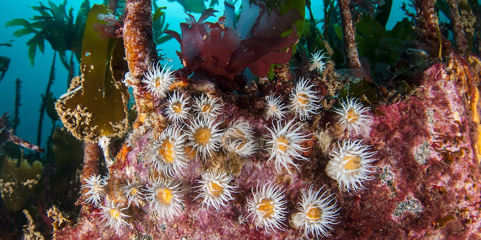 WHAT IS REWILDING? Rewilding is oceans supporting an abundance of life.