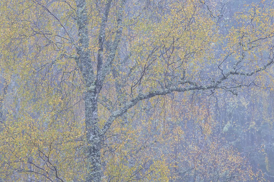Silver birch (Betula pendula) in autumn, Glen Affric NNR, Scotland