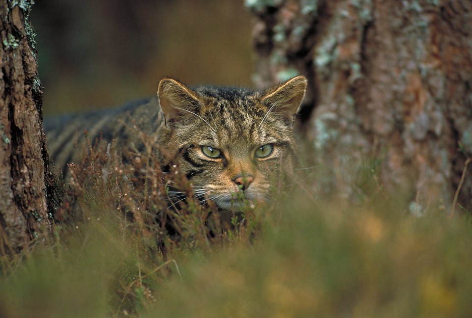 Scottish wildcat (Felis sylvestris) stalking through pine forest, Cairngorms National Park, Scotland.