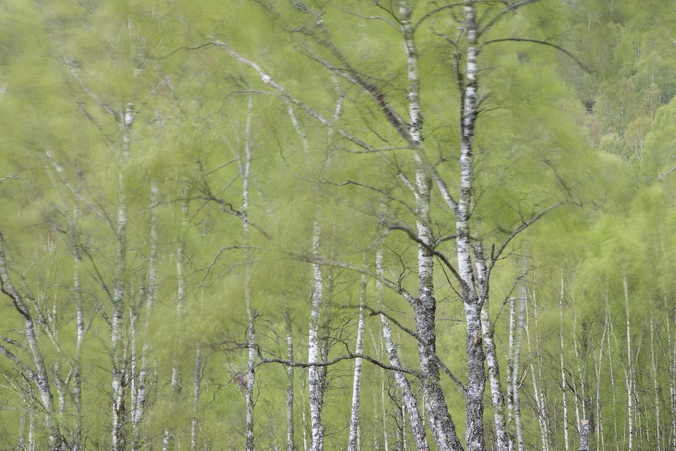 Blustery conditions in spring birch woodland, Cairngorms National Park, Scotland.