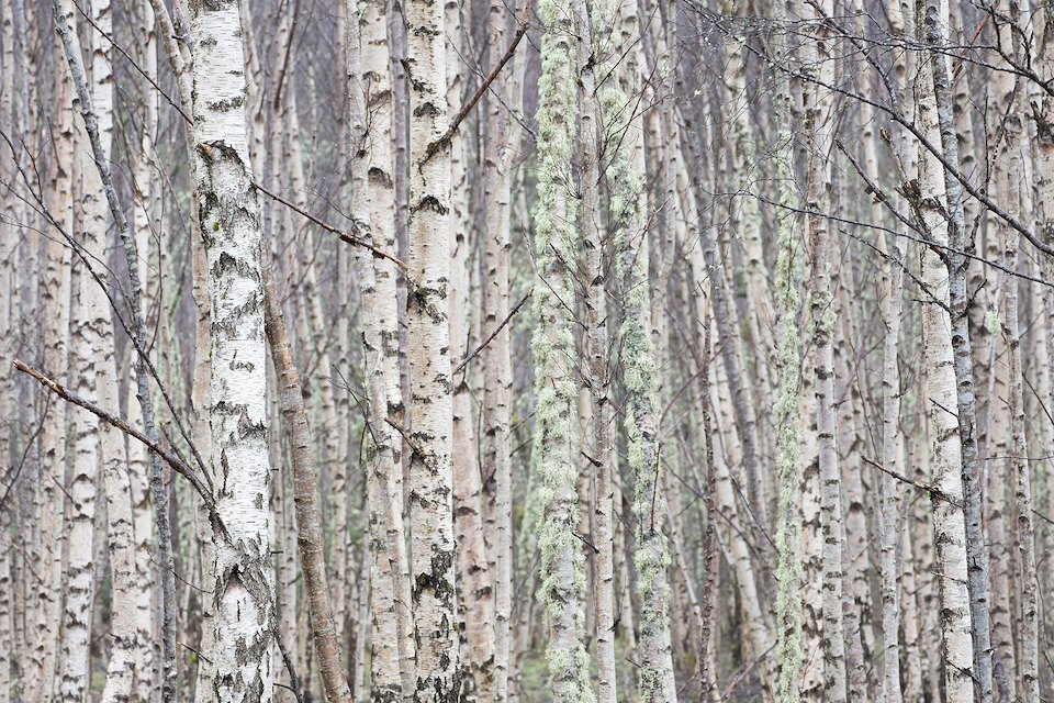 Dense stand of silver birch (Betula pendula), Wester Ross, Scotland.