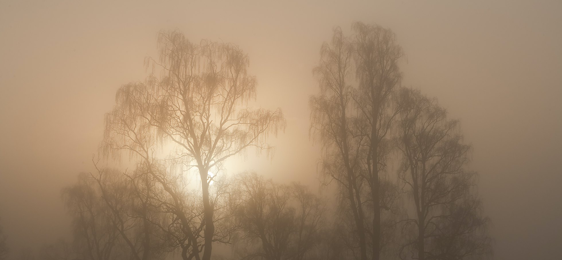 Silver birches silhouetted at dawn, Loch Insh, Cairngorms National Park,  Scotland.