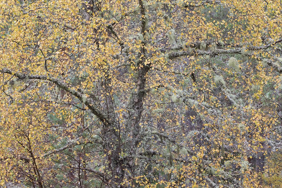 Section of autumnal birch woodland, Laggan, Scotland.