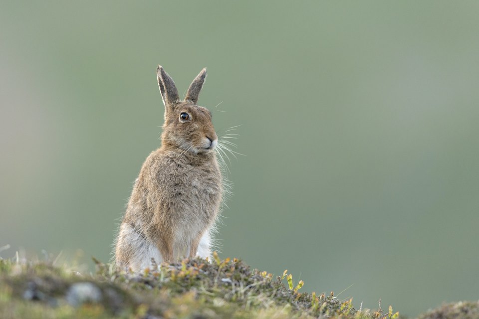 Mountain Hare (Lepus timidus) adult in spring coat sitting upright on moorland