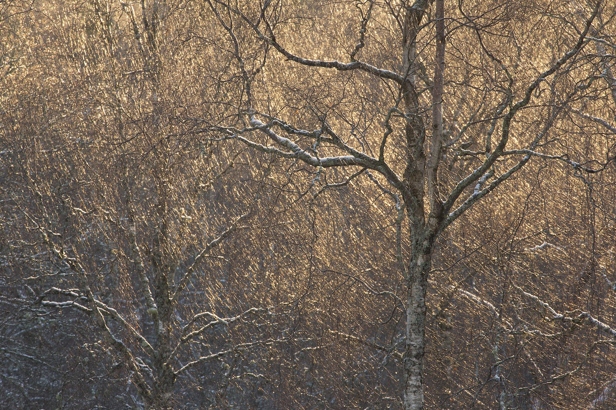 Birch woodland backlit in evening light, Insh Wood, Cairngorms National Park, Scotland.