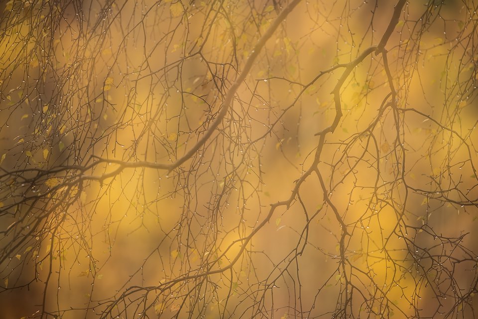 Abstract of autumnal birch, Cairngorms National Park, Scotland.