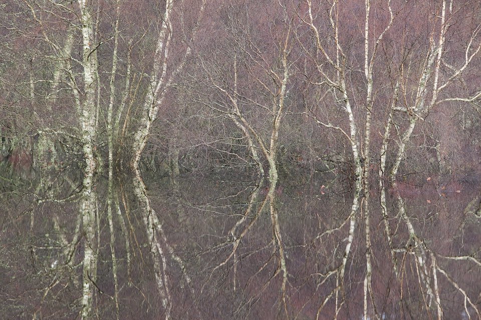 Flooded birch and alder woodland in autumn, Cairngorms, Scotland.