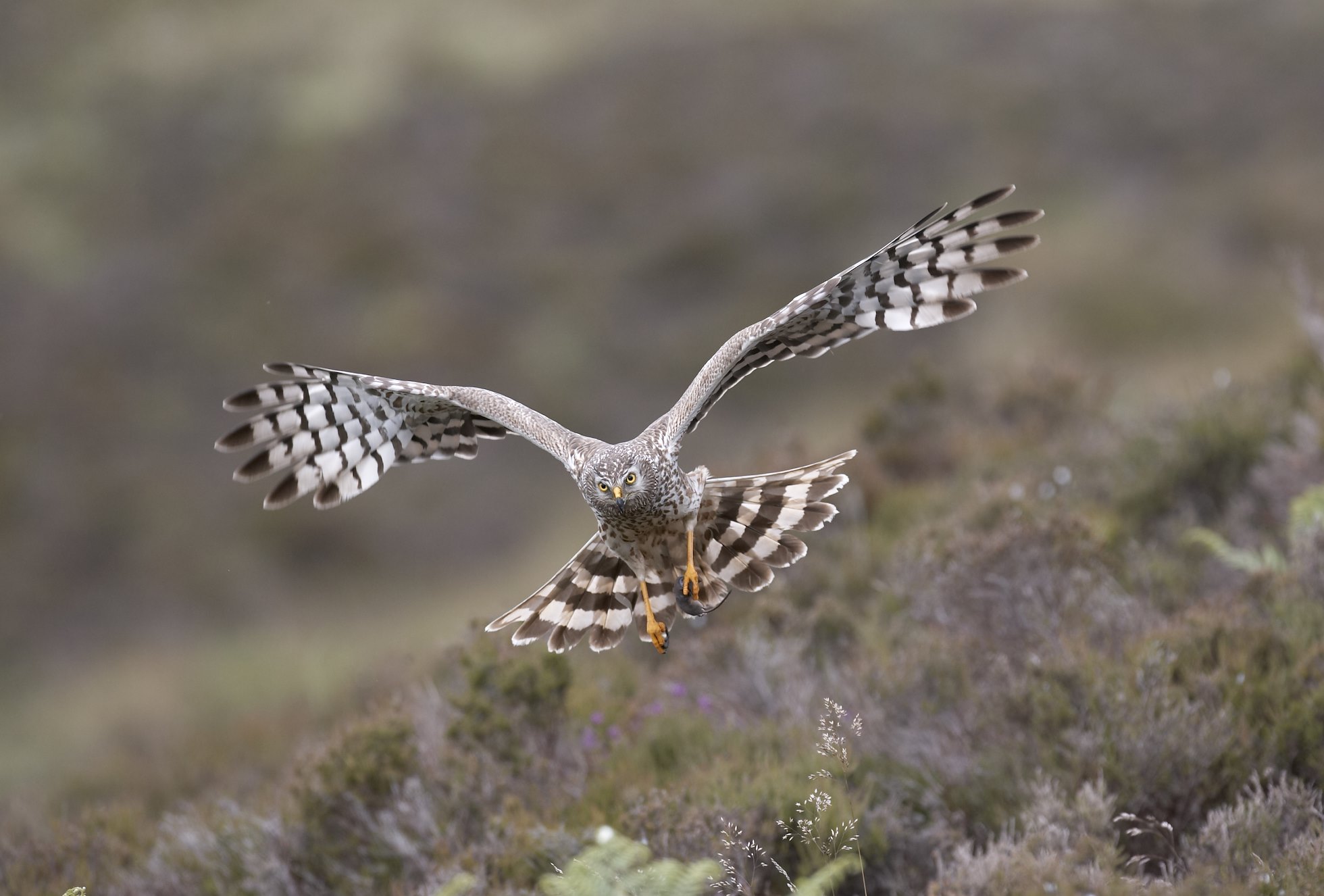 Hen harrier (Circus cyaneus) adult female bringing in prey to nest (shrew), Sutherland, Scotland