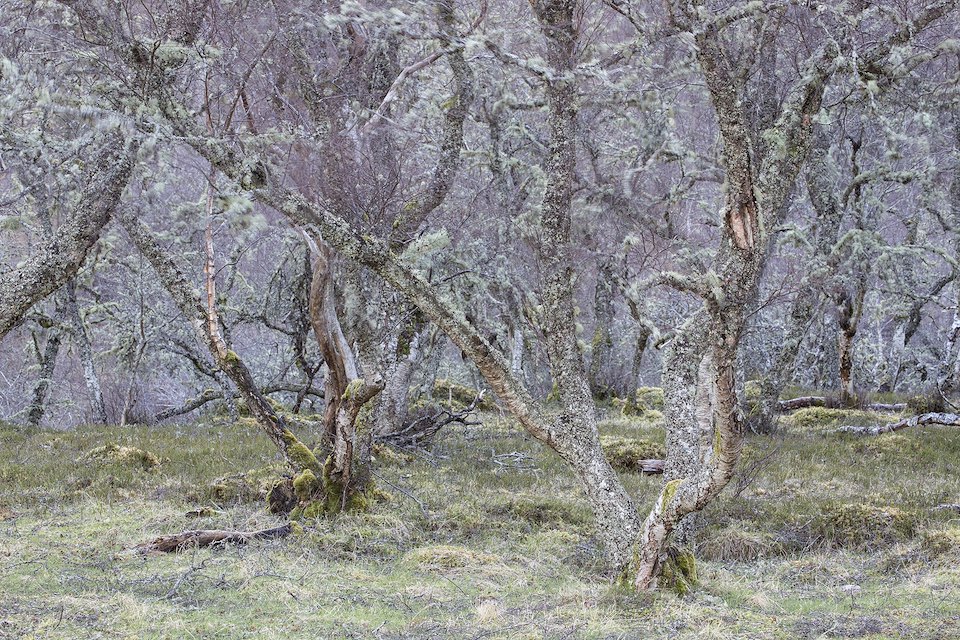 Abstract impression of native birchwood, Cairngorms National Park, Scotland.