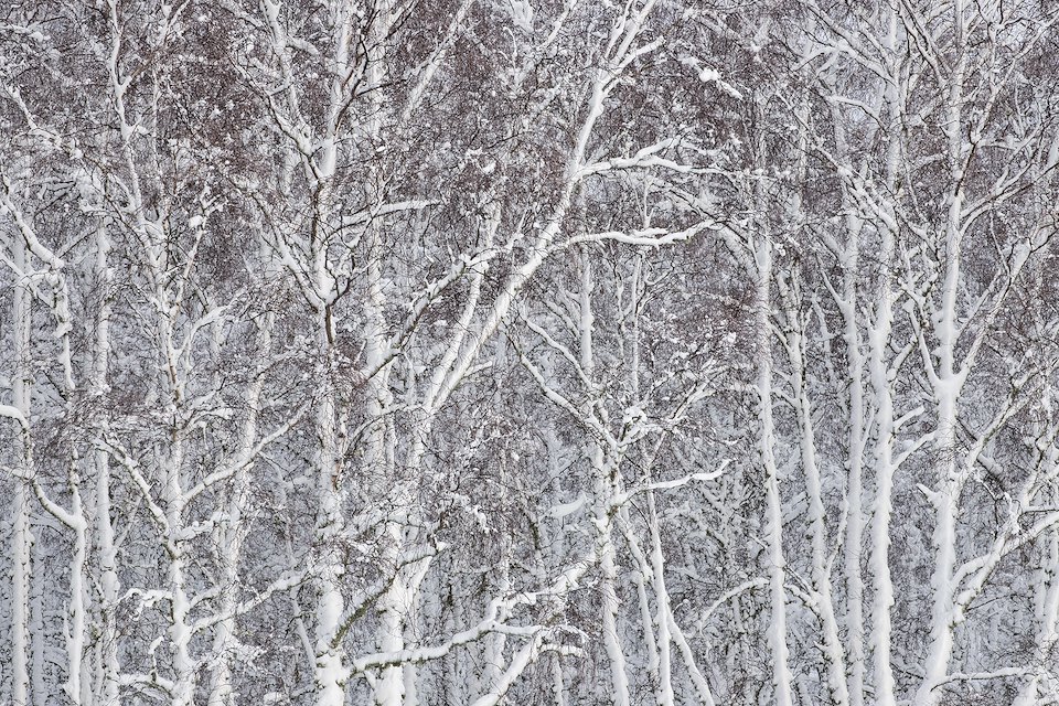Section of birch woodland in winter, Glenfeshie, Scotland.