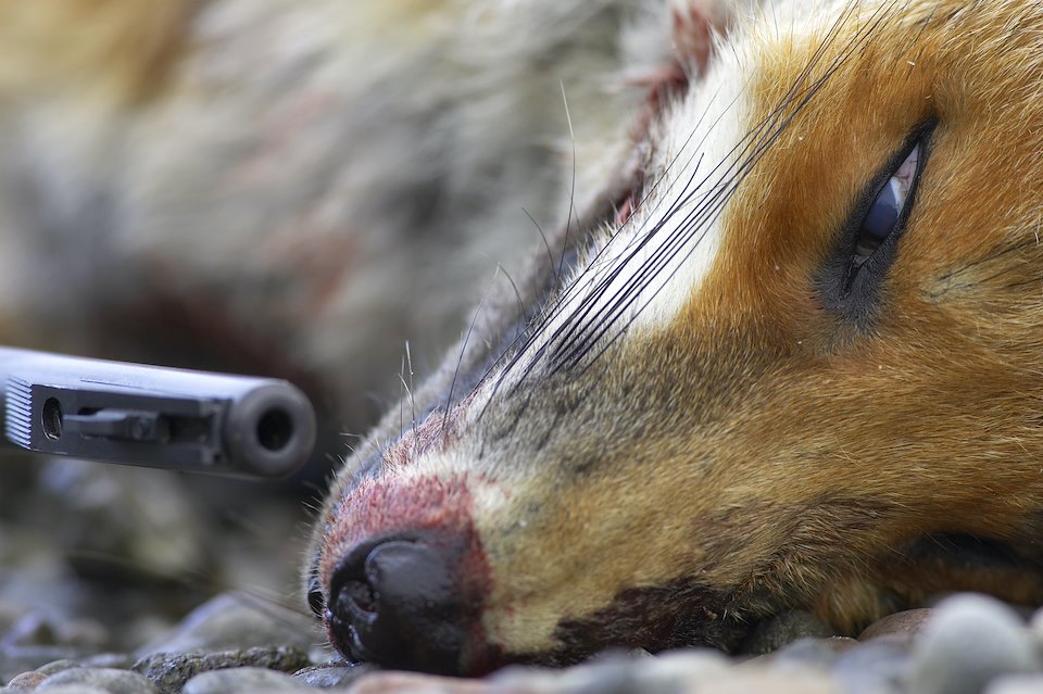 Close up of dead fox and rifle. Scotland.