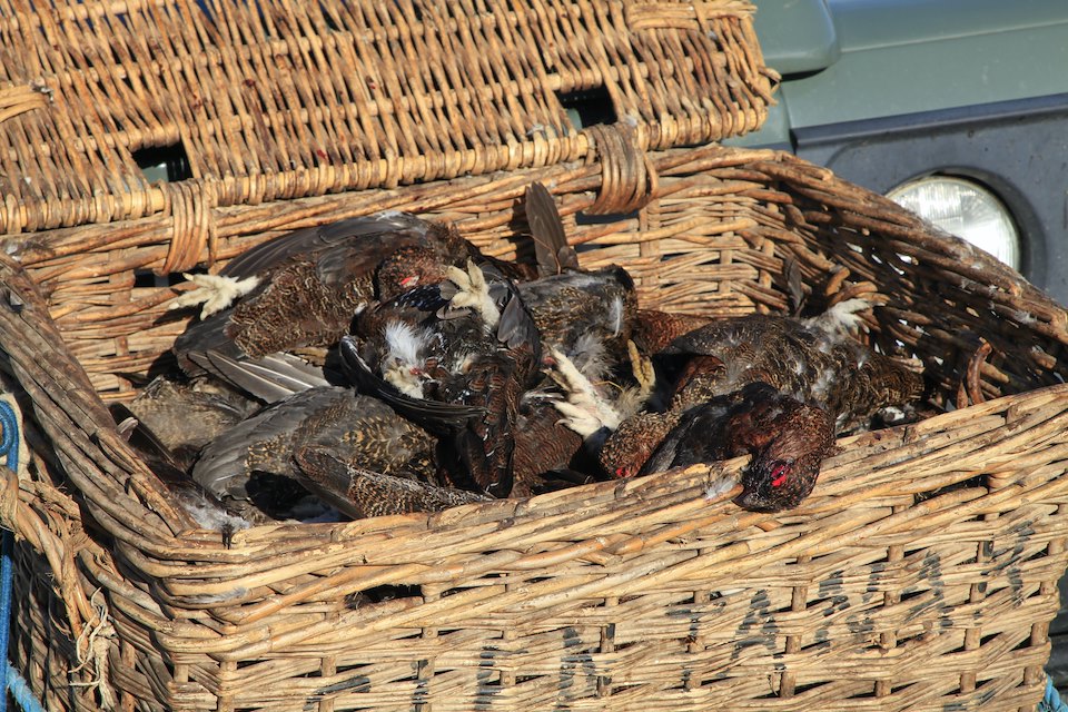 Dead Grouse in traditional wicker basket after morning shoot, Glen Tanar Estate, Scotland