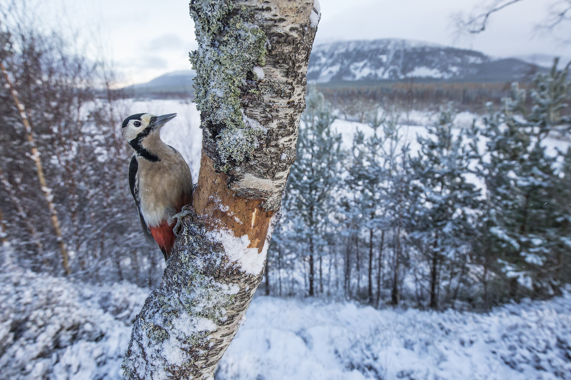 Great spotted woodpecker (Dendrocopus major) in snowy woodland, Glenfeshie, Scotland.