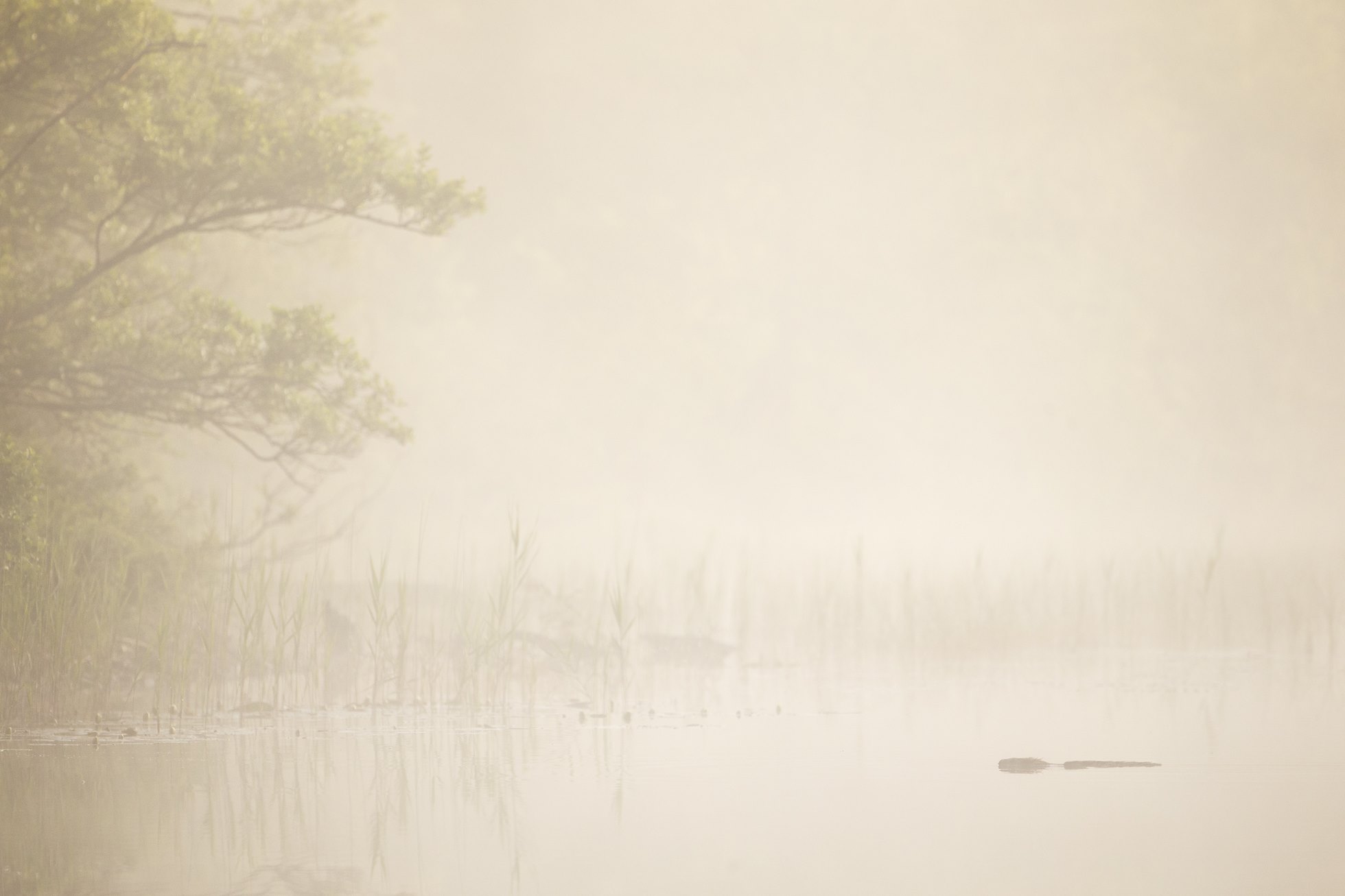 European beaver (Castor fiber) swimming at dawn, Argyll, Scotland.