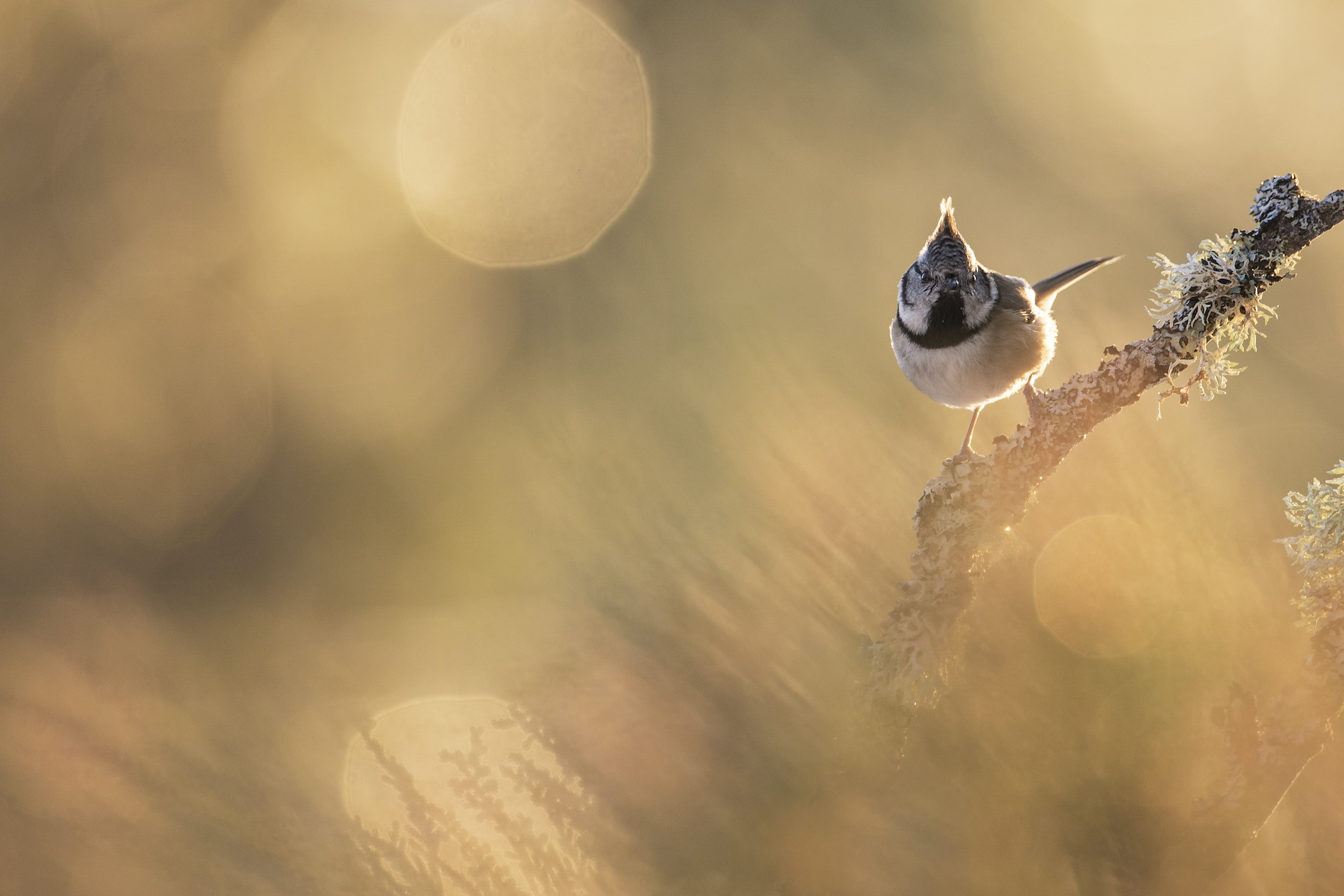 Crested tit (Parus cistatus) backlit in pine forest, Glenfeshie, Scotland.