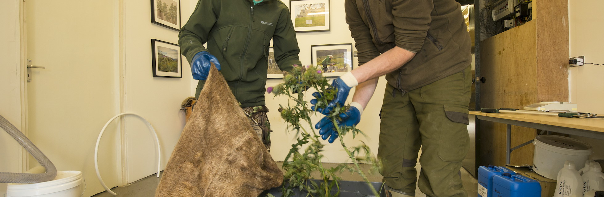 Neil and Ryan, two of Alladale&rsquo;s young rangers collect local plants like spear thistle that are blended into natural soaps and beauty products.