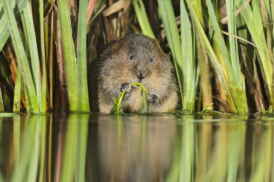 Water Vole (Arvicola amphibius), Kent, UK