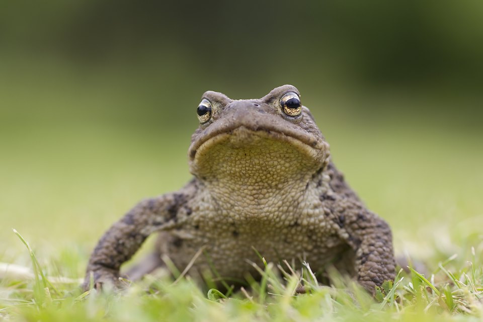 Toad (Bufo bufo) in garden, Scotland. Scotland..
