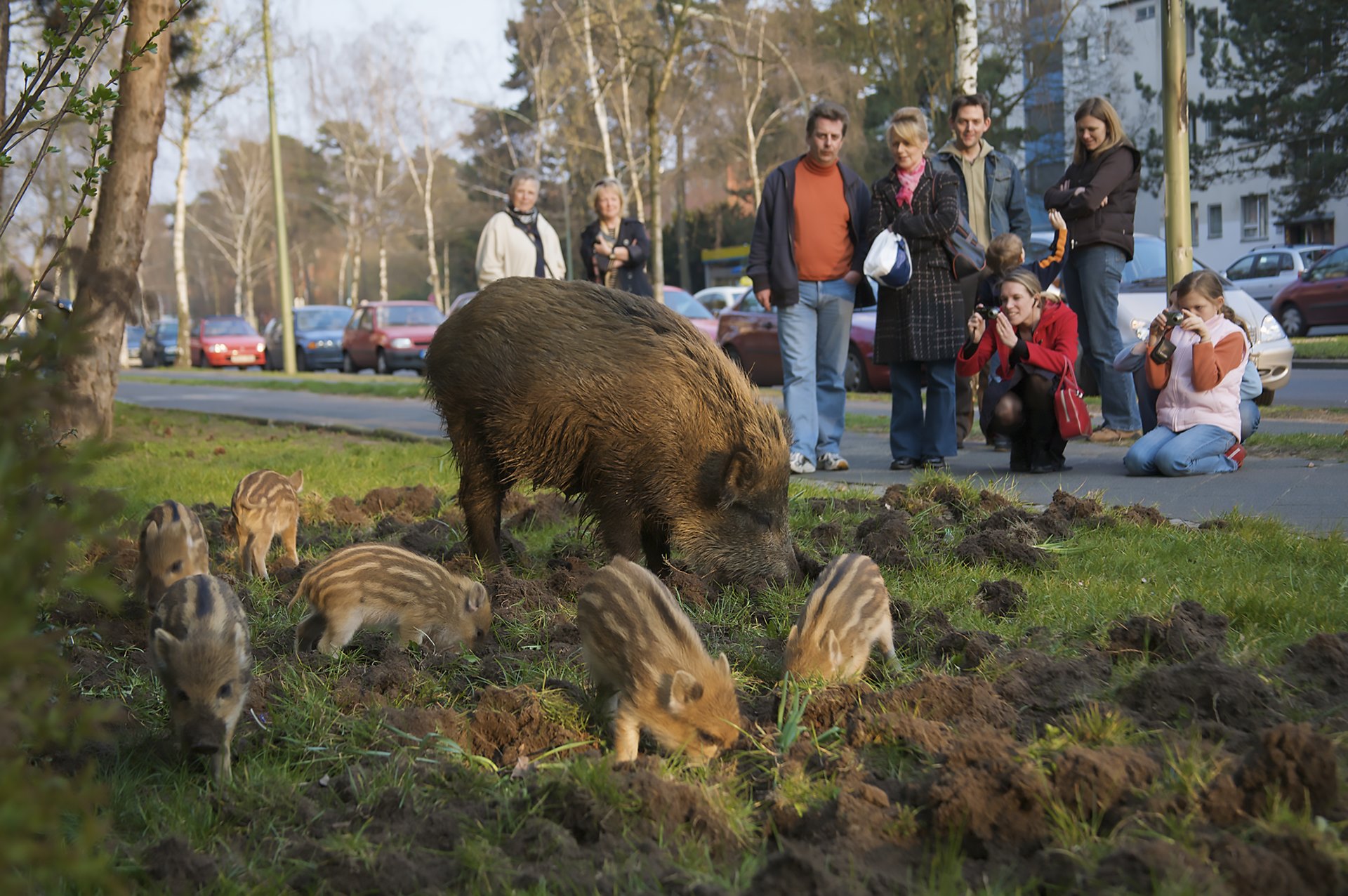 Wildschwein (Sus scrofa), Bache und Frischlinge wühlen in einem Vorgarten an der Argentinischen Allee, Berlin, Deutschland. Wild boar, sow and piglets grubbing in a frontyard in Berlin, Germany.