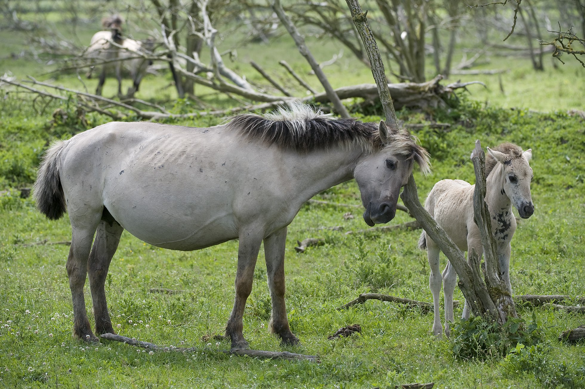 Konik horse, mare and foal stratching on dead tree, Oostvaardersplassen, Netherlands. June 2009.  Mission: Oostvaardersplassen, Netherlands