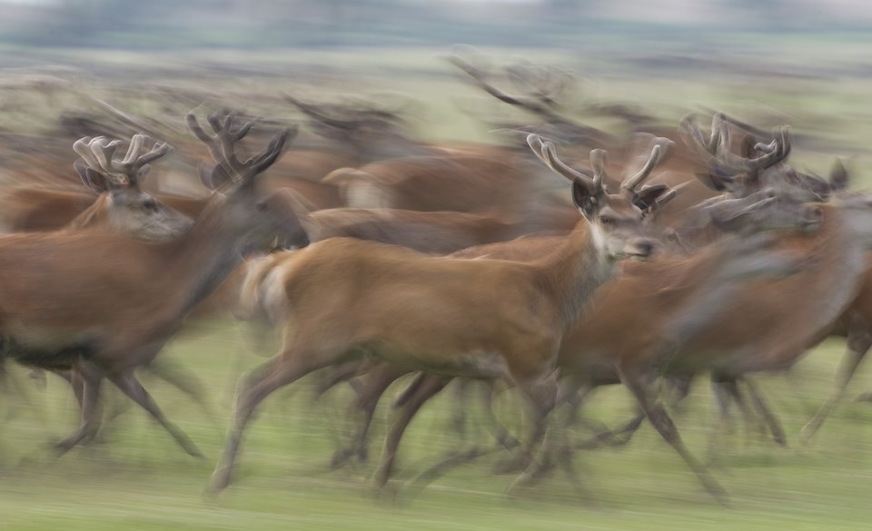 Red deer stags Cervus elaphus on the move. Oostvaardersplassen, Netherlands. June. Mission: Oostervaardersplassen, Netherlands, June 2009. Red deer stags Cervus elaphus on the move. Oostvaardersplassen, Netherlands. June. Mission: Oostervaardersplassen, Netherlands, June 2009.