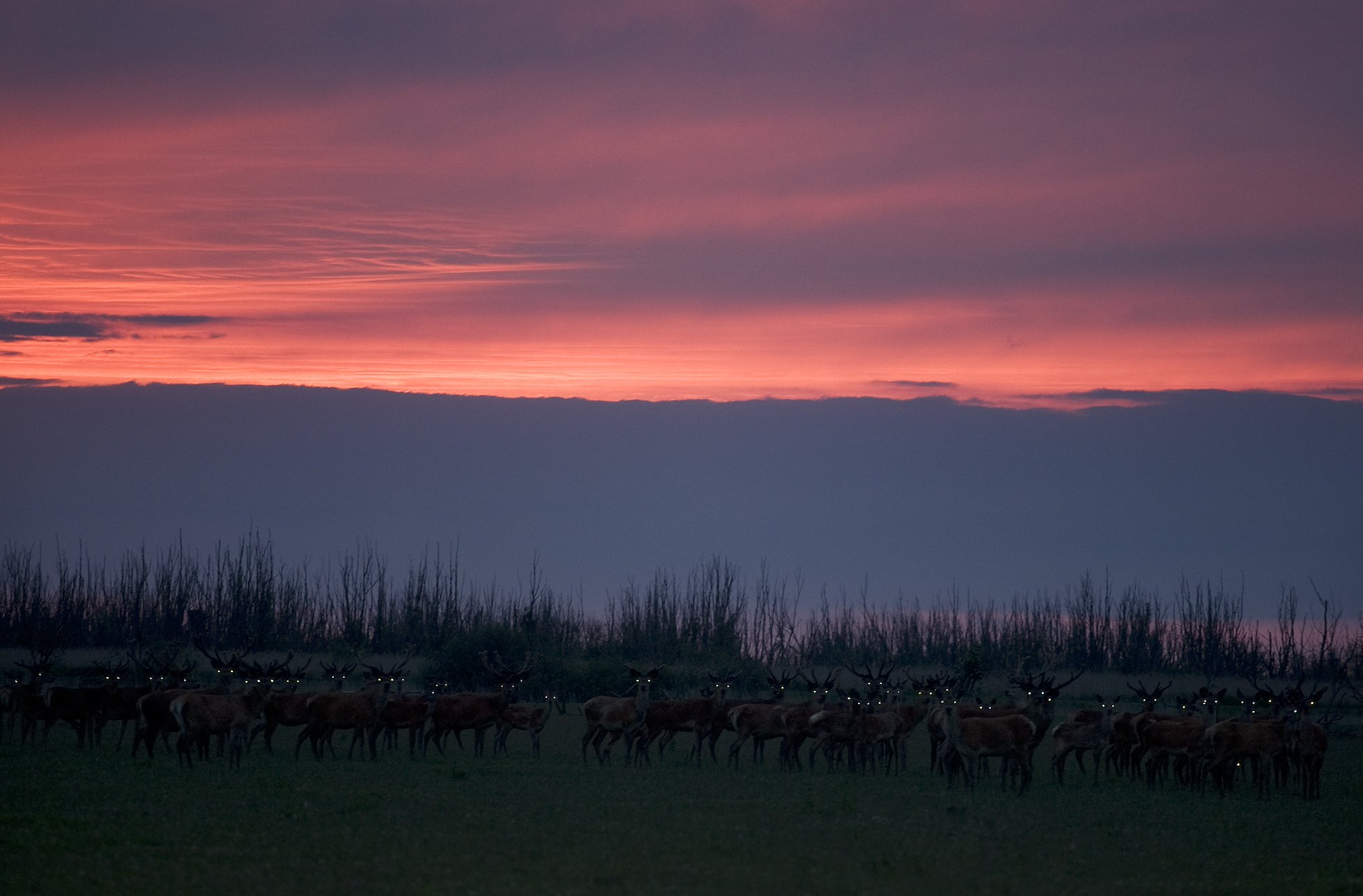 Red deer (Cervus elaphus) herd at dusk showing eye shine. Oostvaardersplassen, Netherlands. Mission: Oostervaardersplassen, Netherland, June 2009.