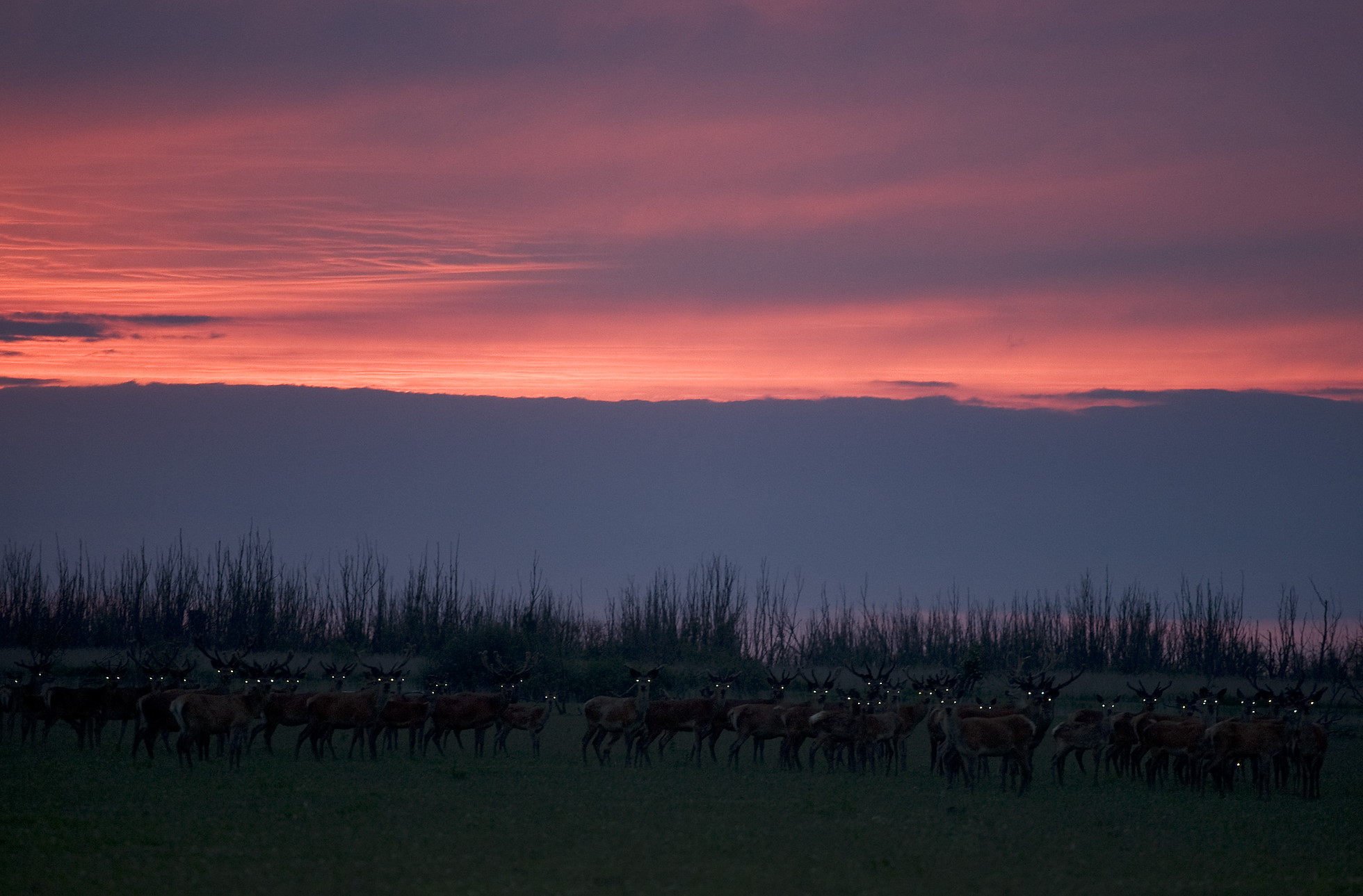 Red deer (Cervus elaphus) herd at dusk showing eye shine. Oostvaardersplassen, Netherlands. Mission: Oostervaardersplassen, Netherland, June 2009.