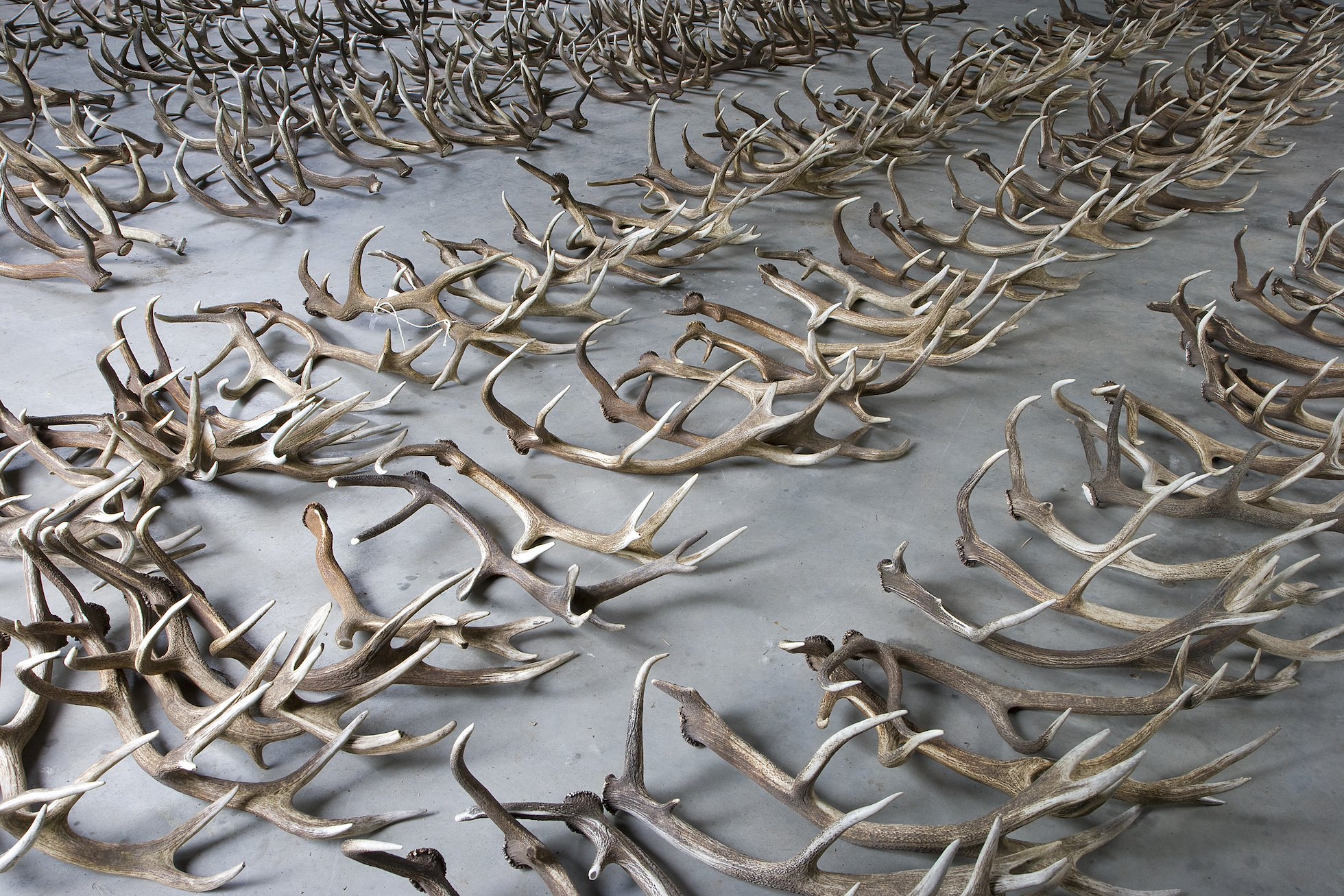 Red deer antlers laid out in prepartation for measuring and weighing as part of statisical analysis to assess the health of the red deer population. Oostvaardersplassen, Netherlands. June. Mission: Oostervaardersplassen, Netherlands, June 2009.
