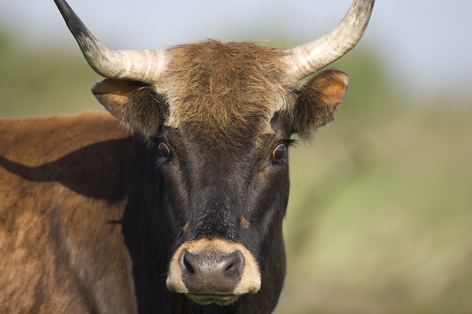 Heck cattle, close-up portrait of cow. Oostvaardersplassen, Netherlands. June. Mission: Oostervaardersplassen, Netherlands, June 2009. Heck cattle, close-up portrait of cow. Oostvaardersplassen, Netherlands. June. Mission: Oostervaardersplassen, Netherlands, June 2009.