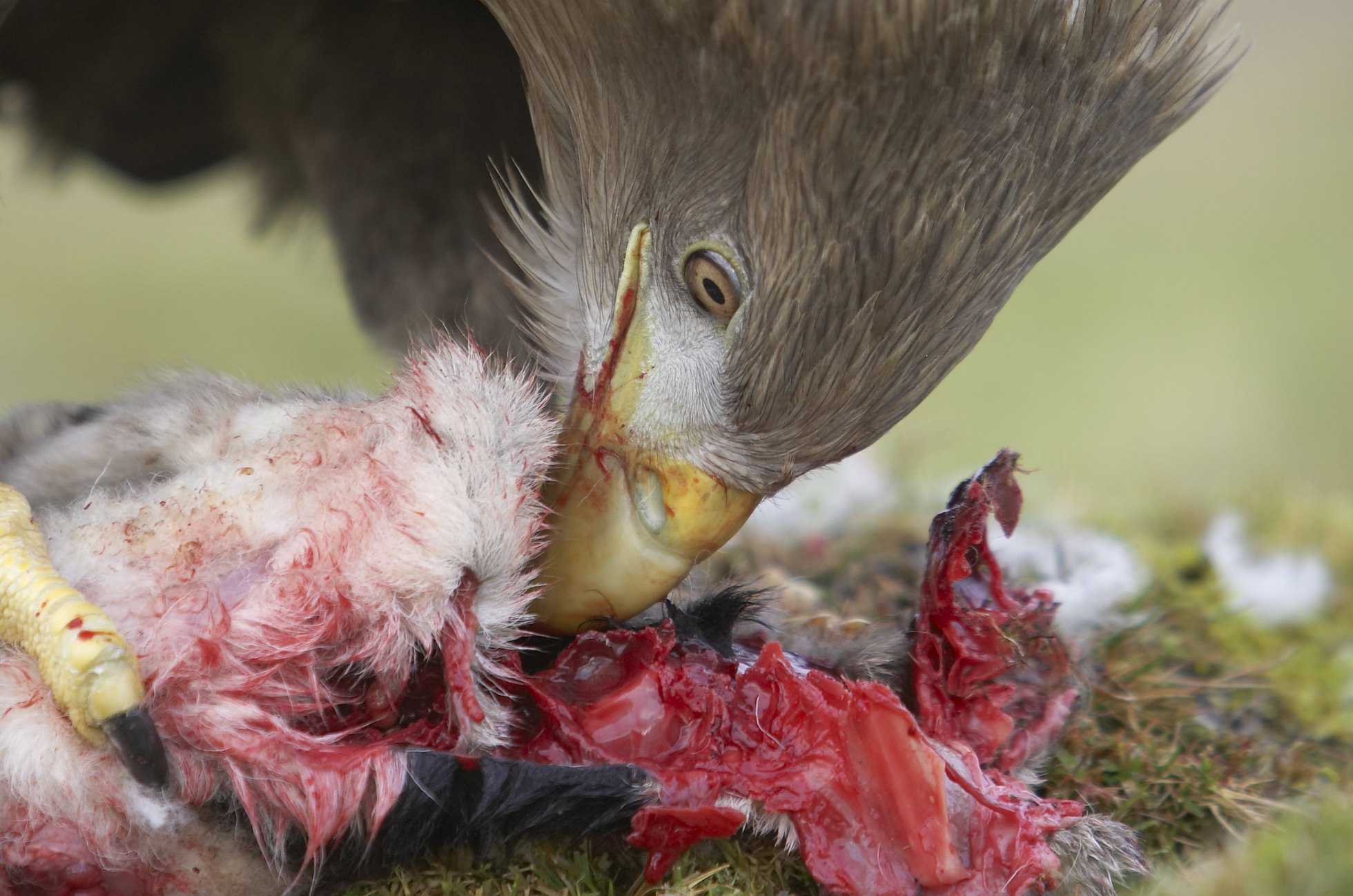 White tailed Eagle (Haliaeetus albicilla) adult feeding on lamb, Isle of Mull, Argyll, Scotland (c)
