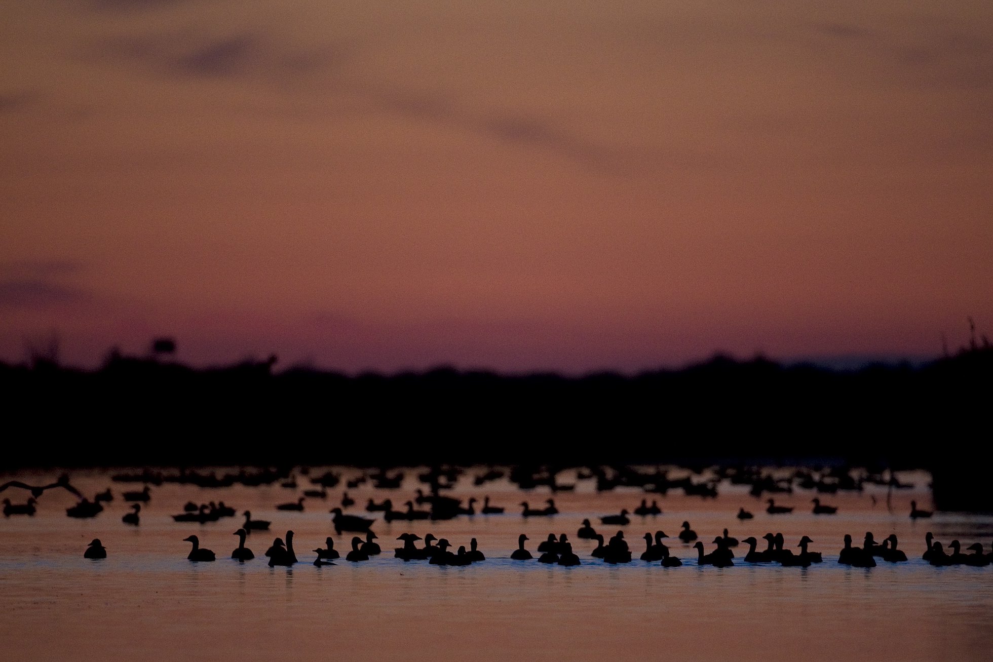 Greylag geese Anser anser silhouetted at dusk. Oostvaardersplassen, Netherlands. Mission: Oostervaardersplassen, Netherlands, June 2009.