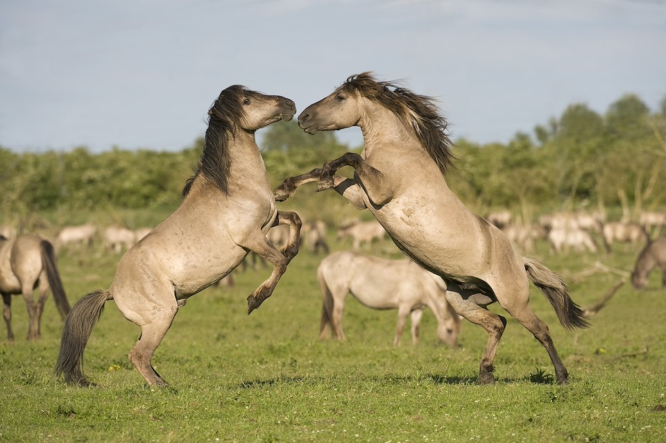 Konik horse, stallions fighting during breeding season. Oostvaardersplassen, Netherlands. Mission: Oostervaardersplassen, Netherlands, June 2009 Konik horse, stallions fighting during breeding season. Oostvaardersplassen, Netherlands. Mission: Oostervaardersplassen, Netherlands, June 2009
