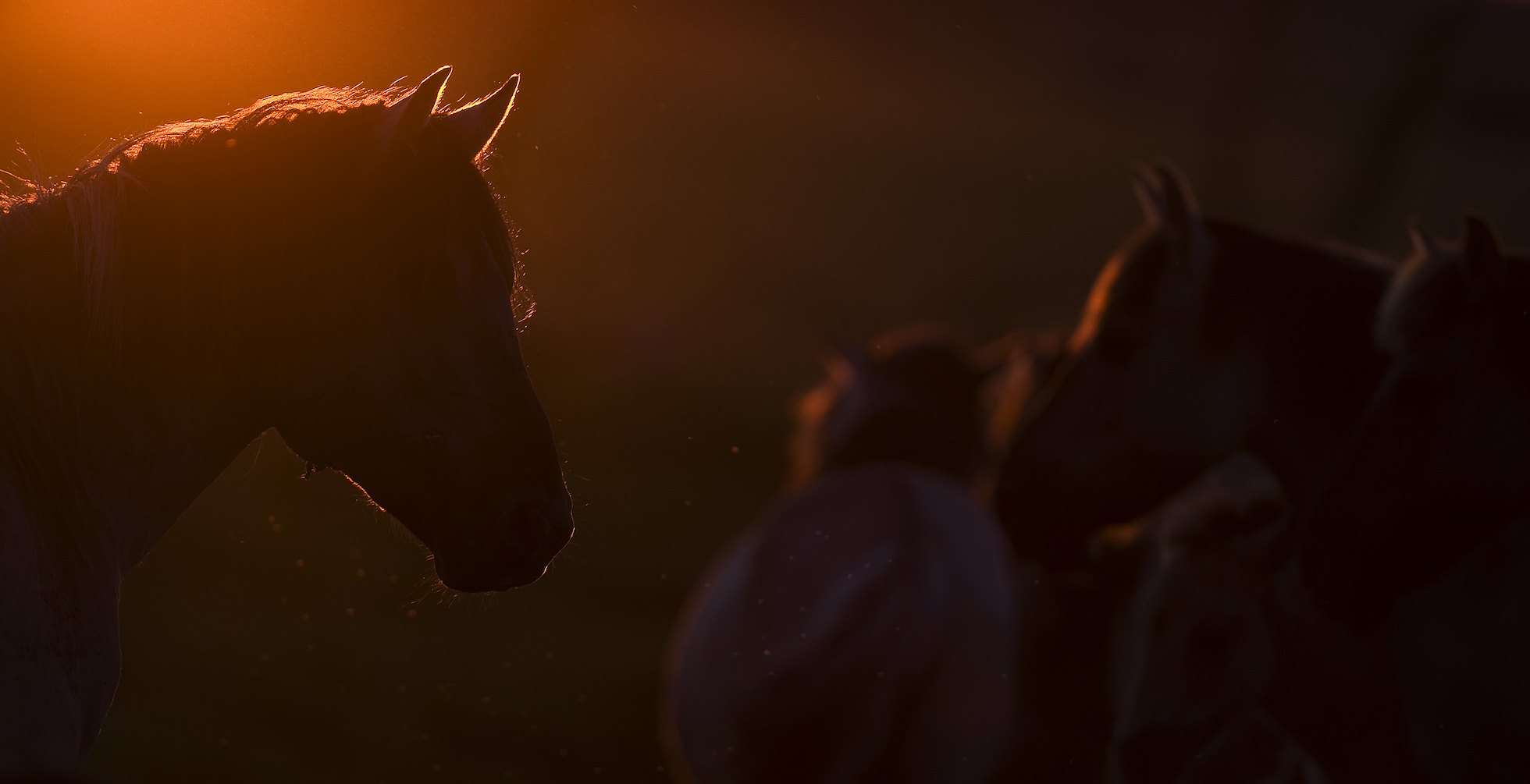Konik horse at sunset. Oostvaardersplassen, Netherlands. Mission: Oostervaardersplassen, Netherlands, June 2009.