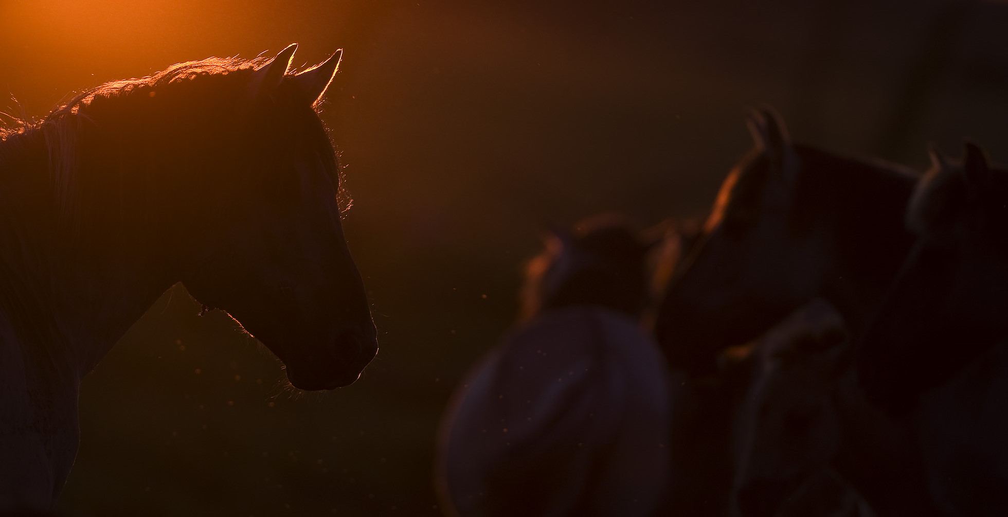 Konik horse at sunset. Oostvaardersplassen, Netherlands. Mission: Oostervaardersplassen, Netherlands, June 2009.