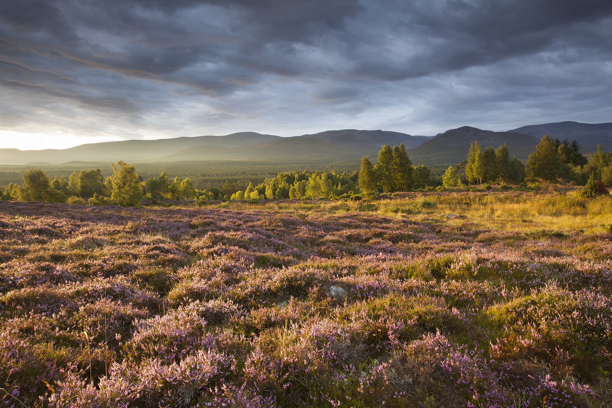 Heather moorland in flower, birch woodland and Cairngorm mountain range, Cairngorms National Park, Scotland