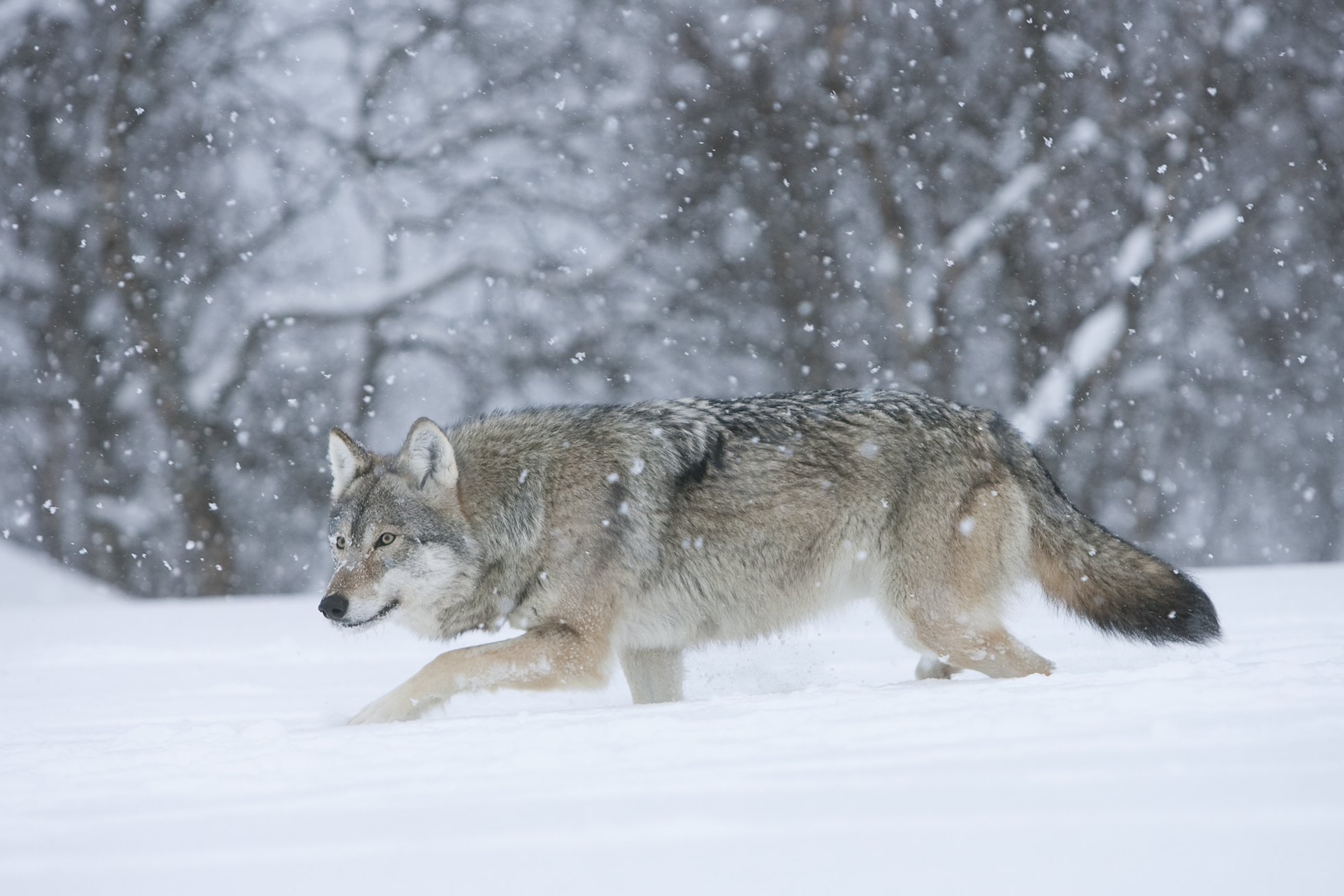 European wolf (Canis lupus) in winter birch forest, Norway (c)