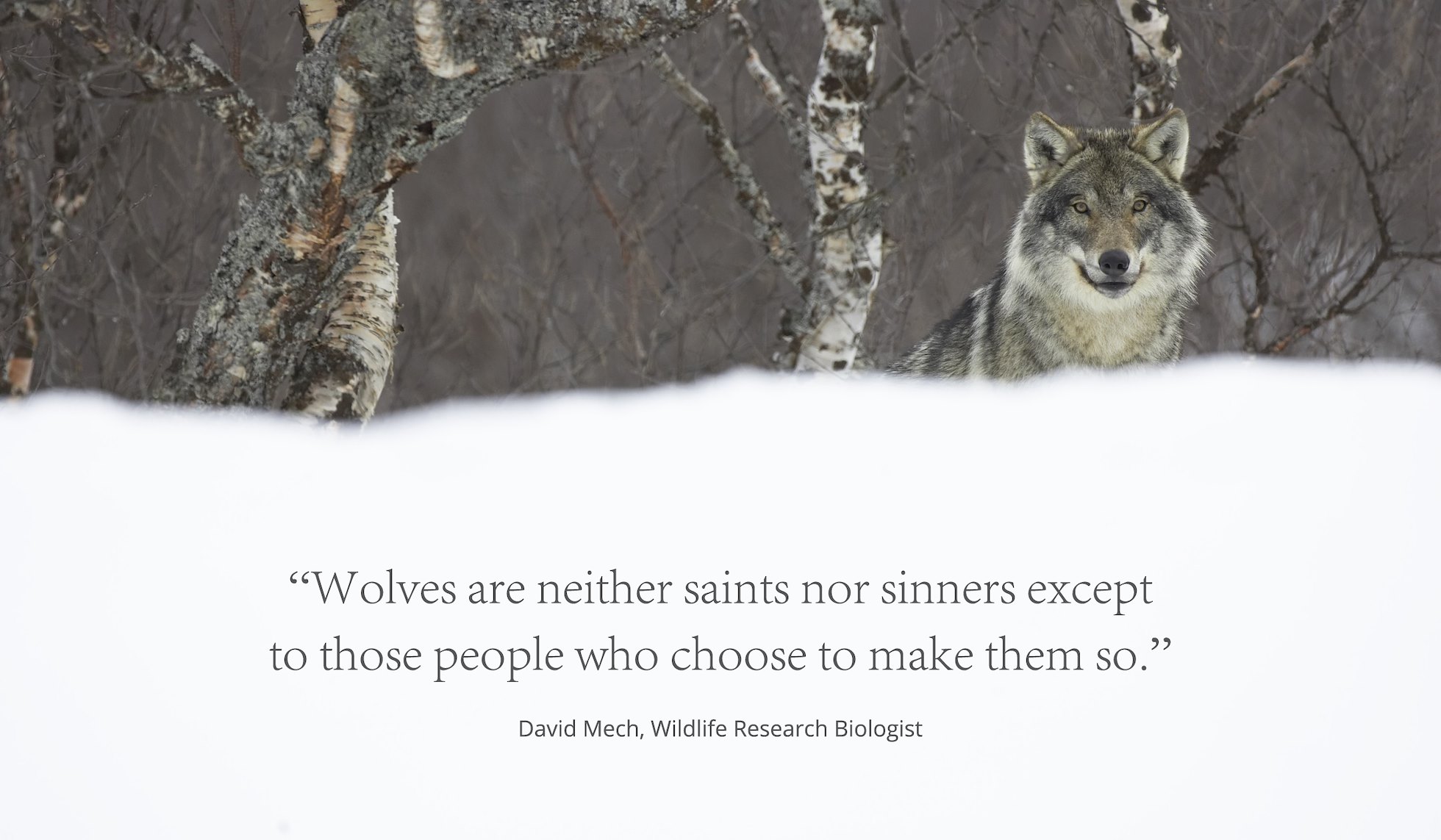 European wolf (Canis lupis) in snow-laden boreal birch forest, Nord-Trondelag, Norway.(c)