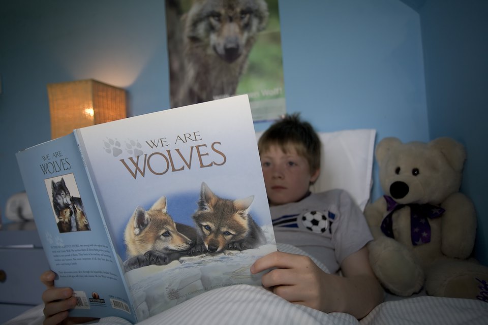 Boy reading wolf book in bed, Scotland.