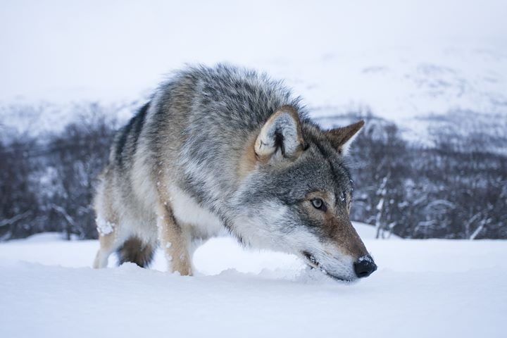 the-wolf-too-wild-for-scotland-part-2-storytelling-scotland