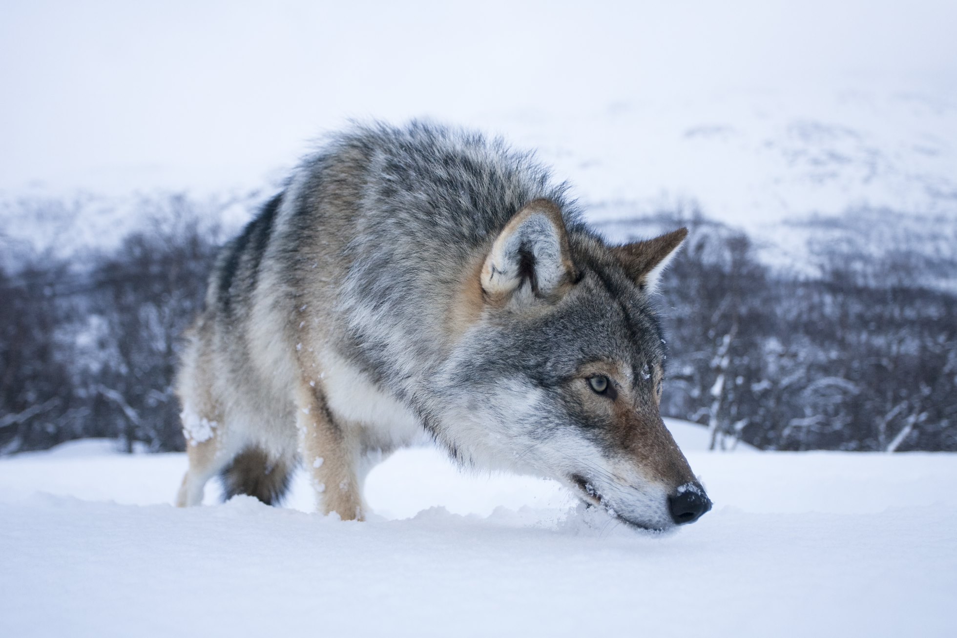 European wolf (canis lupus) in winter birch forest, Norway (c)
