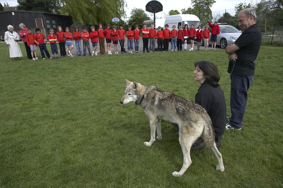 Educational school visit by two ambassador wolves from UK Wolf Conservation Trust, Oxon, England.